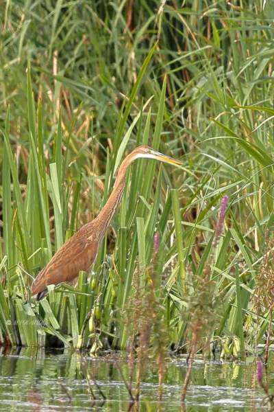 BR8A9755-Purperreiger-Purple-Heron-Purpurreiher-Heron-pourpre-Garza-imperial_1