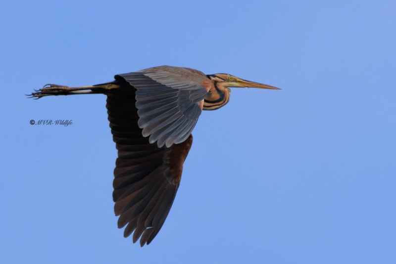 BR8A5286-Purperreiger-Purple-Heron-Purpurreiher-Heron-pourpre-Garza-imperial_1
