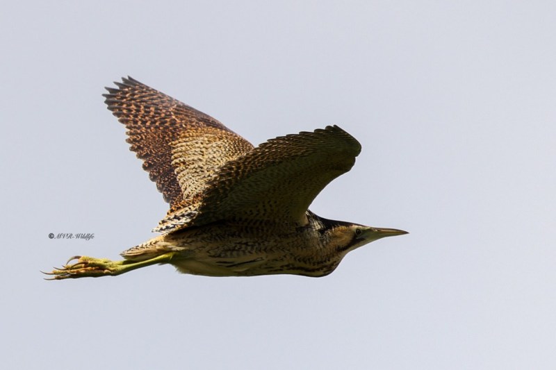 BR8A7638-Roerdomp-Botaurus-stellaris-Eurasian-Bittern-Rohrdommel-Butor-etoile-Avetoro-comun_1
