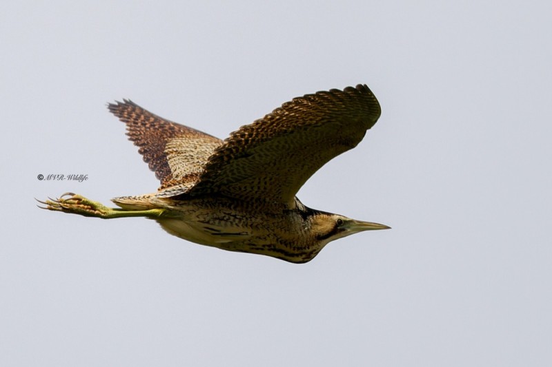 BR8A7642-Roerdomp-Botaurus-stellaris-Eurasian-Bittern-Rohrdommel-Butor-etoile-Avetoro-comun_1