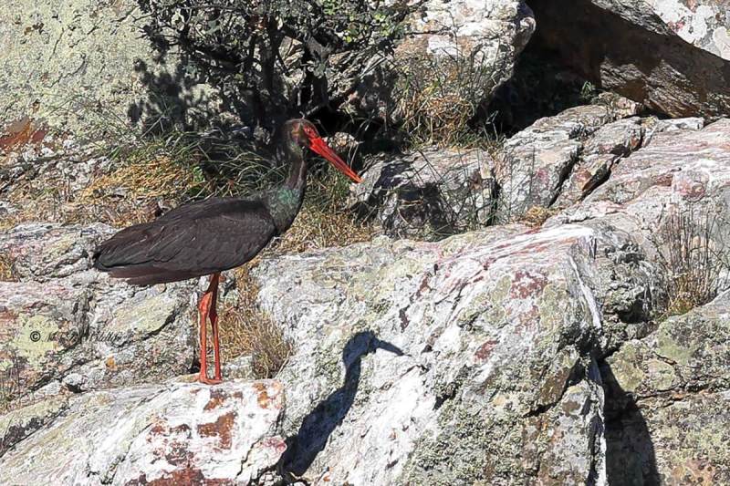 BR8A7492-Zwarte-Ooievaar-Black-Stork-Schwarzstorch-Cigogne-noire-Ciguena-negra_1