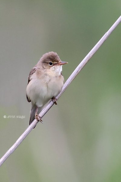 BR8A7876-Bosrietzanger-Acrocephalus-palustris-Marsh-Warbler-Sumpfrohrsanger-Rousserolle-verderolle-Carricero-poliglota_1