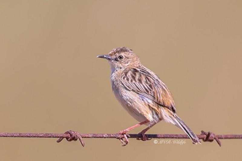 BR8A2032-Graszanger-Zitting-Cisticola-Cistensanger-Cisticole-des-Joncs-Buitron_1