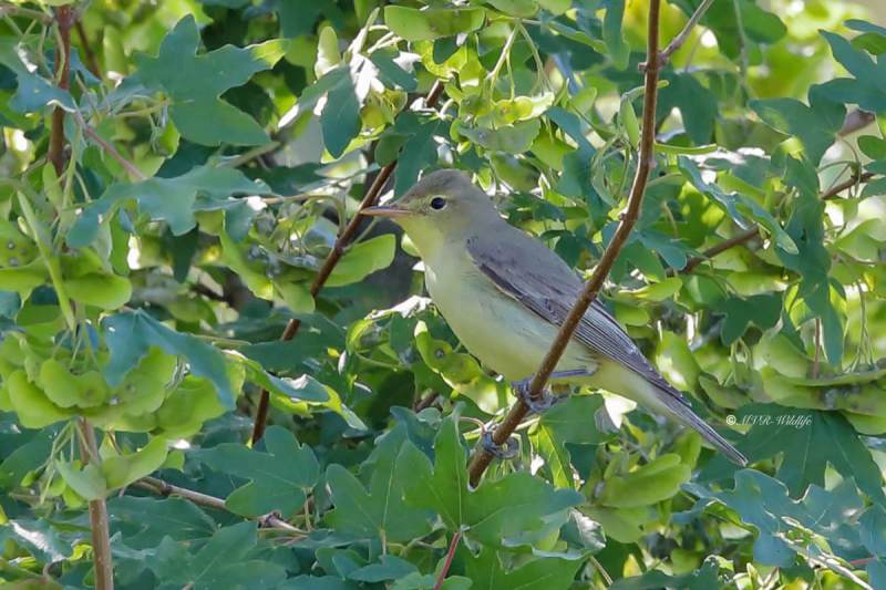 B65A5995-Spotvogel-Icterine-Warbler-Gelbspotter-Hypolais-icterine-Zarcero-icterino_1