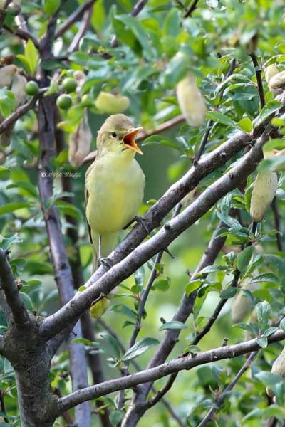 B65A5926-Spotvogel-Icterine-Warbler-Gelbspotter-Hypolais-icterine-Zarcero-icterino_1