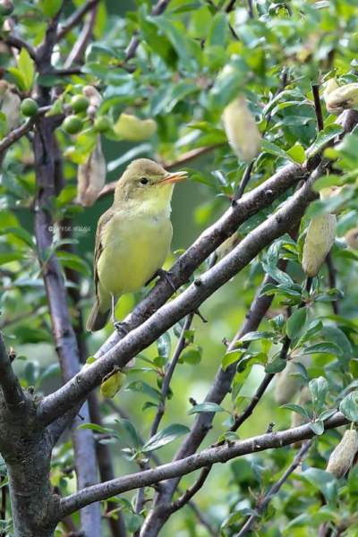 B65A5917-Spotvogel-Icterine-Warbler-Gelbspotter-Hypolais-icterine-Zarcero-icterino_1
