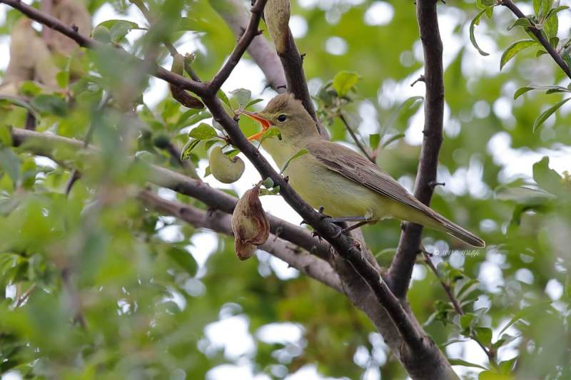 B65A5818-Spotvogel-Icterine-Warbler-Gelbspotter-Hypolais-icterine-Zarcero-icterino_1