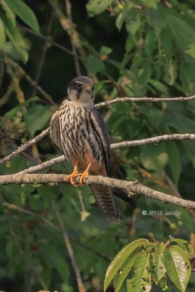 BR8A8662-Boomvalk-Falco-subbuteo-Baumfalke-Faucon-hobereau-Alcotan-europeo_1