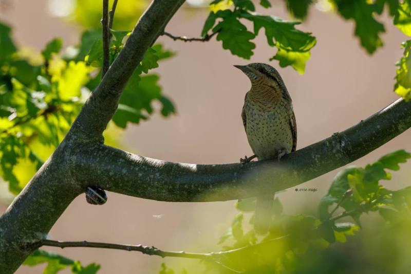 0N0A8231-Draaihals-Jynx-torquilla-Eurasian-Wryneck-Wendehals-Torcol-fourmilier-Torcecuello-euroasiatico_1