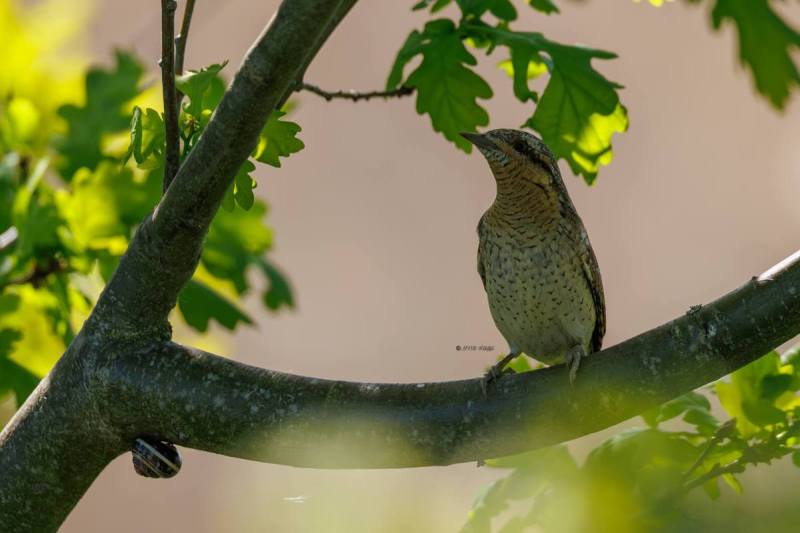 0N0A8229-Draaihals-Jynx-torquilla-Eurasian-Wryneck-Wendehals-Torcol-fourmilier-Torcecuello-euroasiatico_1