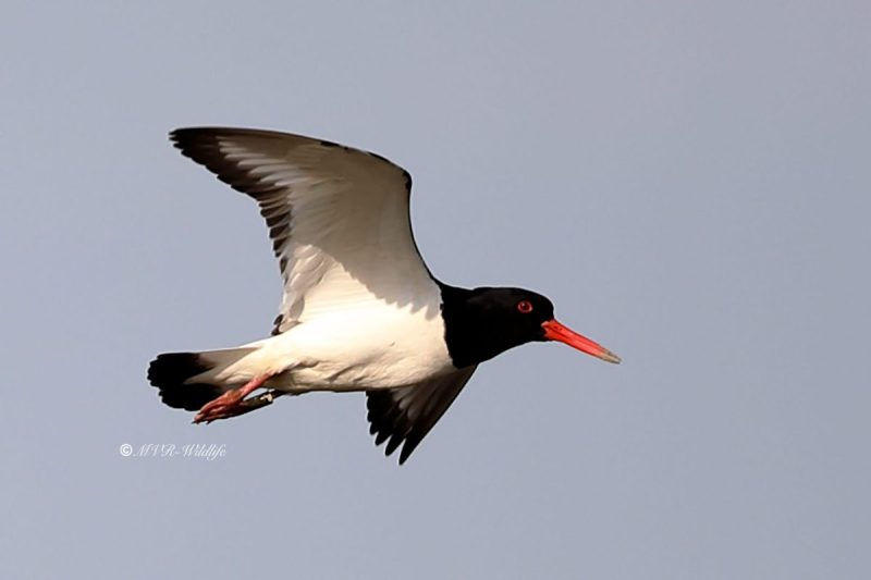 B65A1980-Scholekster-Eurasian-Oystercatcher-Austernfischer-Huitrier-pie-Ostrero-euroasiatico_1
