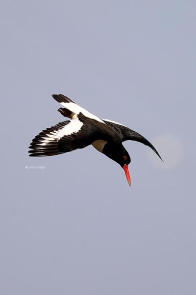 B65A1975-Scholekster-Eurasian-Oystercatcher-Austernfischer-Huitrier-pie-Ostrero-euroasiatico_1