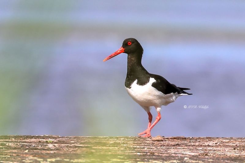 B65A0457-Scholekster-Eurasian-Oystercatcher-Austernfischer-Huitrier-pie-Ostrero-euroasiatico_1