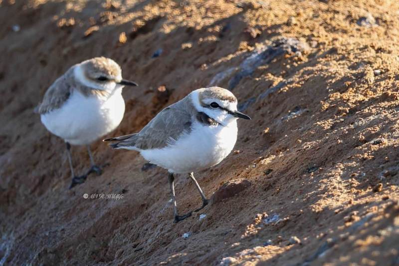 BR8A4066-Strandplevier-Anarhynchus-alexandrinus-Kentish-Plover-Seeregenpfeifer-Gravelot-a-collier-Chorlitejo-patinegro_1