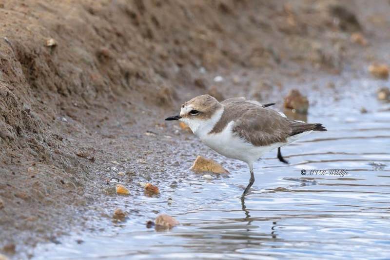 BR8A4463-Strandplevier-Anarhynchus-alexandrinus-Kentish-Plover-Seeregenpfeifer-Gravelot-a-collier-Chorlitejo-patinegro_1