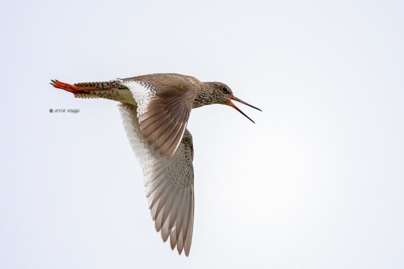 B65A4782-Tureluur-Common-Redshank-Rotschenkel-Chier-gambette-Archibebe-comun_1