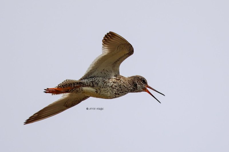 B65A4678-Tureluur-Common-Redshank-Rotschenkel-Chier-gambette-Archibebe-comun_1