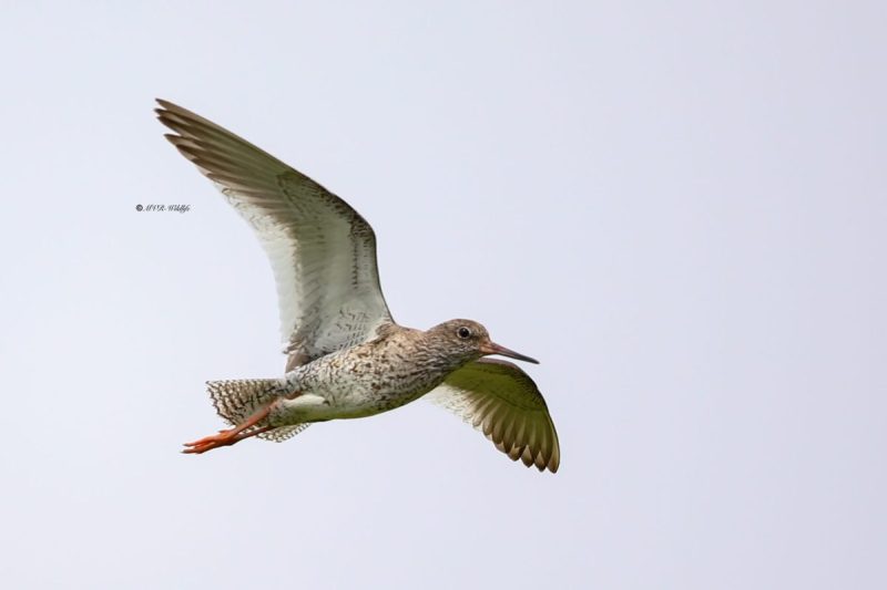 B65A4788-Tureluur-Common-Redshank-Rotschenkel-Chier-gambette-Archibebe-comun_1