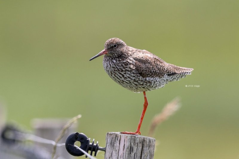 BR8A4425-Tureluur-Common-Redshank-Rotschenkel-Chier-gambette-Archibebe-comun_1