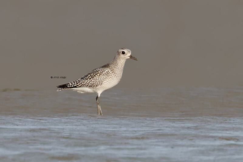 BR8A1615-Zilverplevier-Pluvialis-squatarola-Grey-Plover-Kiebitzregenpfeifer-Pluvier-argente-Chorlito-gris_1