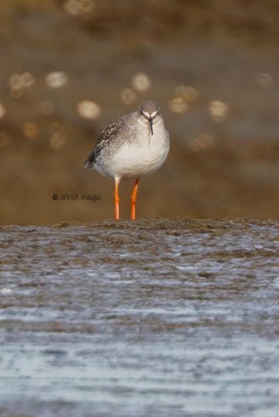 BR8A1769-Zwarte-Ruiter-Tringa-erythropus-Spotted-Redshank-Dunkelwasserlaufer-Chier-arlequin-Archibebe-oscuro_1