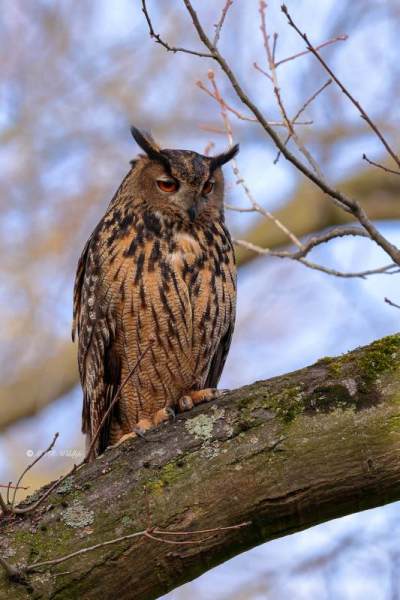 BR8A5682-Oehoe-Eurasian-Eagle-Owl-Uhu-Grand-duc-dEurope-Buho-real_1