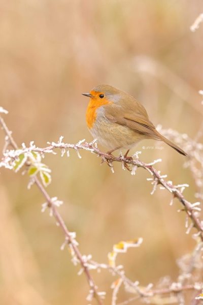 BR8A4980-Roodborst-European-Robin-Rotkehlchen-Rougegorge-familier-Petirrojo-europeo_1