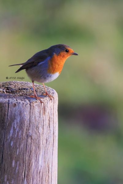 BR8A9079-Roodborst-European-Robin-Rotkehlchen-Rougegorge-familier-Petirrojo-europeo_1