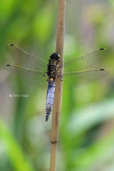 B65A2248-Gewone-oeverlibel-Orthetrum-Cancellatum-Black-tailed-Skimmer-Grosser-Blaupfeil-Orthetrum-reticule_1