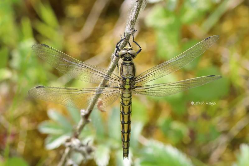 B65A2000-Gewone-oeverlibel-Orthetrum-Cancellatum-Black-tailed-Skimmer-Grosser-Blaupfeil-Orthetrum-reticule_1