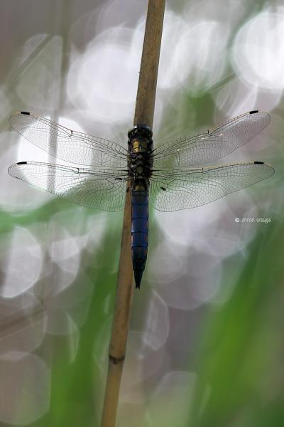 B65A2230-Gewone-oeverlibel-Orthetrum-Cancellatum-Black-tailed-Skimmer-Grosser-Blaupfeil-Orthetrum-reticule_1