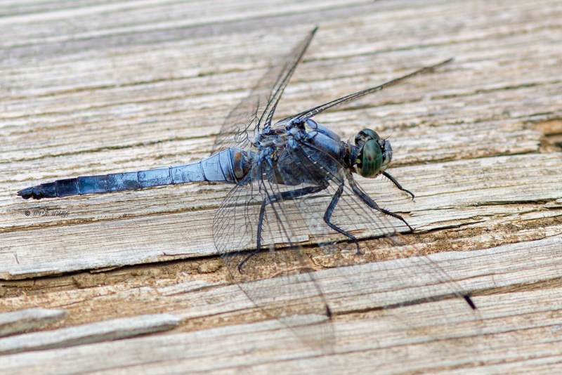 B65A5785-Gewone-oeverlibel-Orthetrum-Cancellatum-Black-tailed-Skimmer-Grosser-Blaupfeil-Orthetrum-reticule_1