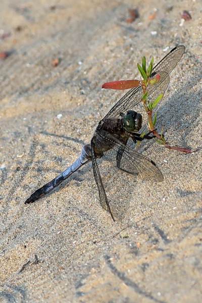 B65A6516-Gewone-oeverlibel-Orthetrum-Cancellatum-Black-tailed-Skimmer-Grosser-Blaupfeil-Orthetrum-reticule_1