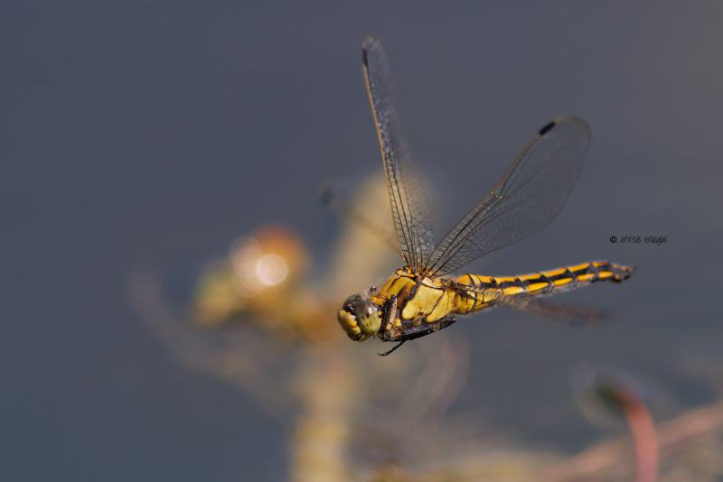 BR8A2990-Gewone-oeverlibel-Orthetrum-Cancellatum-Black-tailed-Skimmer-Grosser-Blaupfeil-Orthetrum-reticule_1