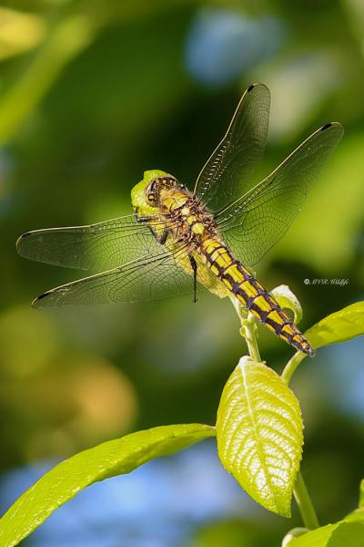B65A9615-Gewone-oeverlibel-Orthetrum-Cancellatum-Black-tailed-Skimmer-Grosser-Blaupfeil-Orthetrum-reticule_1