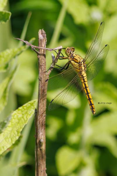 BR8A3048-Gewone-oeverlibel-Orthetrum-Cancellatum-Black-tailed-Skimmer-Grosser-Blaupfeil-Orthetrum-reticule_1