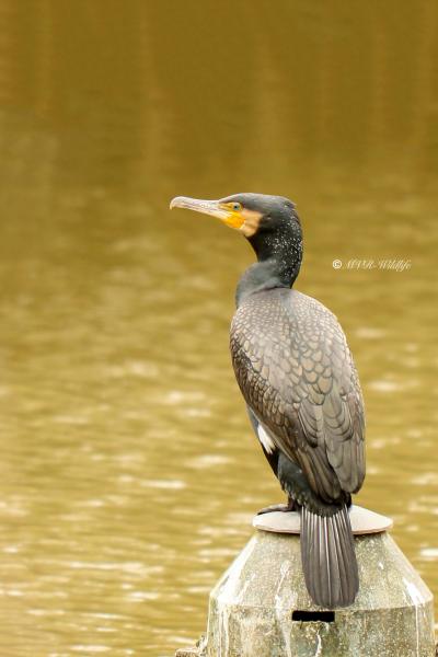 177A1458-Aalscholver-Great-Cormorant-Kormoran-Grand-Cormoran-Cormoran-Grande_1
