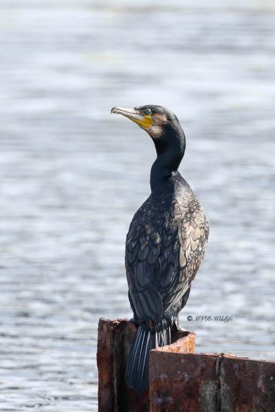 1_BR8A6336-Aalscholver-Great-Cormorant-Kormoran-Grand-Cormoran-Cormoran-Grande