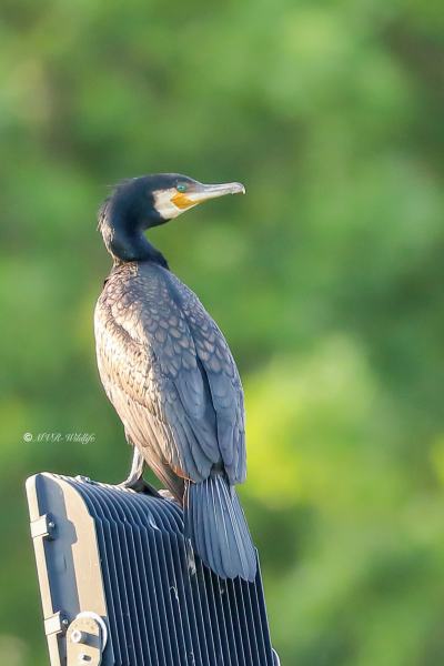 B65A3459-Aalscholver-Great-Cormorant-Kormoran-Grand-Cormoran-Cormoran-Grande_1