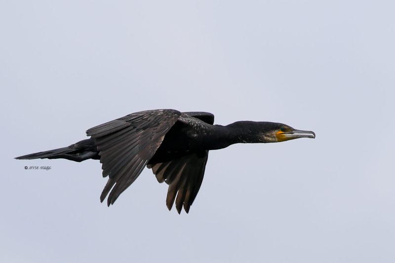 BR8A5152-Aalscholver-Great-Cormorant-Kormoran-Grand-Cormoran-Cormoran-Grande_1