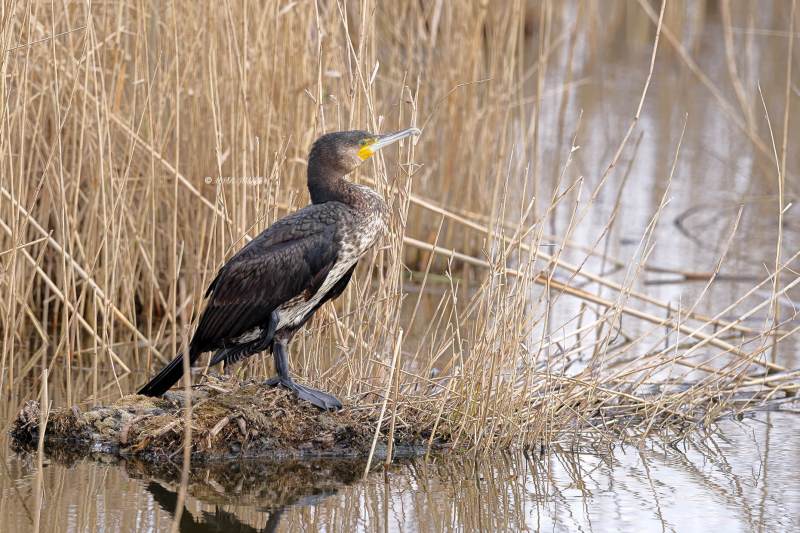 BR8A6172-Aalscholver-Great-Cormorant-Kormoran-Grand-Cormoran-Cormoran-Grande