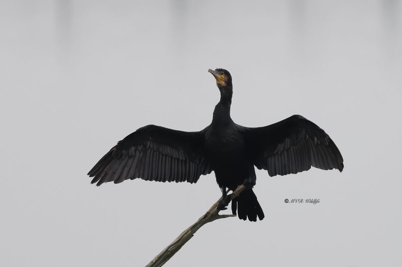 BR8A7259-Aalscholver-Great-Cormorant-Kormoran-Grand-Cormoran-Cormoran-Grande_1