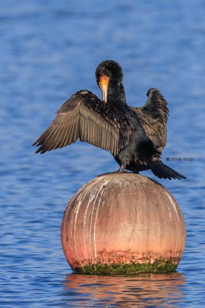 BR8A9916-Aalscholver-Great-Cormorant-Kormoran-Grand-Cormoran-Cormoran-Grande