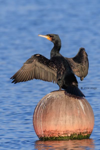 BR8A9921-Aalscholver-Great-Cormorant-Kormoran-Grand-Cormoran-Cormoran-Grande_1