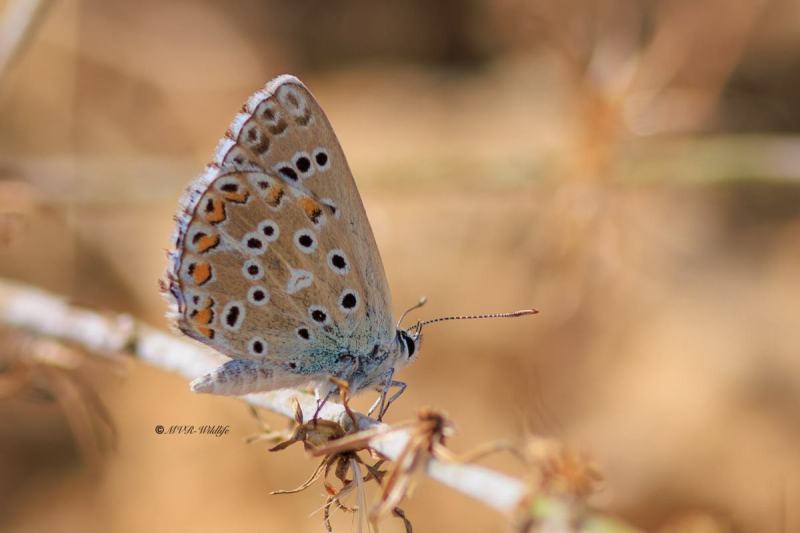 BR8A4978-Adonisblauwtje-Lysandra-bellargus-Adonis-Blue-Himmelblauer-Blauling-Le-Bel-Argus-Nina-celeste_1