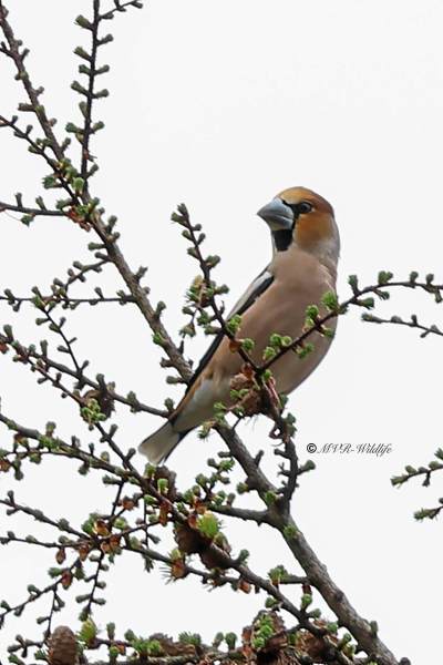 BR8A1868-Appelvink-Coccothraustes-coccothraustes-Hawfinch-Kernbeiser-Grosbec-casse-noyaux-Picogordo-comun_1