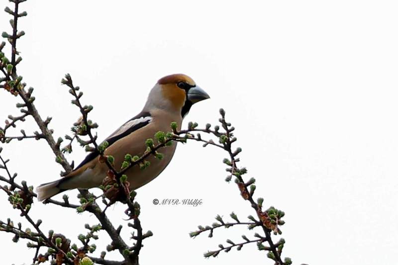 BR8A1869-Appelvink-Coccothraustes-coccothraustes-Hawfinch-Kernbeiser-Grosbec-casse-noyaux-Picogordo-comun_1