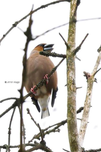 BR8A1894-Appelvink-Coccothraustes-coccothraustes-Hawfinch-Kernbeiser-Grosbec-casse-noyaux-Picogordo-comun_1