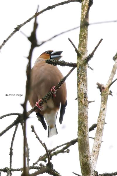 BR8A1894-Appelvink-Coccothraustes-coccothraustes-Hawfinch-Kernbeiser-Grosbec-casse-noyaux-Picogordo-comun_1