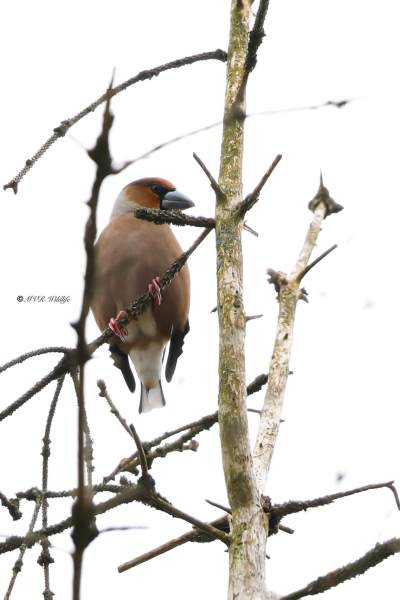 BR8A1898-Appelvink-Coccothraustes-coccothraustes-Hawfinch-Kernbeiser-Grosbec-casse-noyaux-Picogordo-comun_1